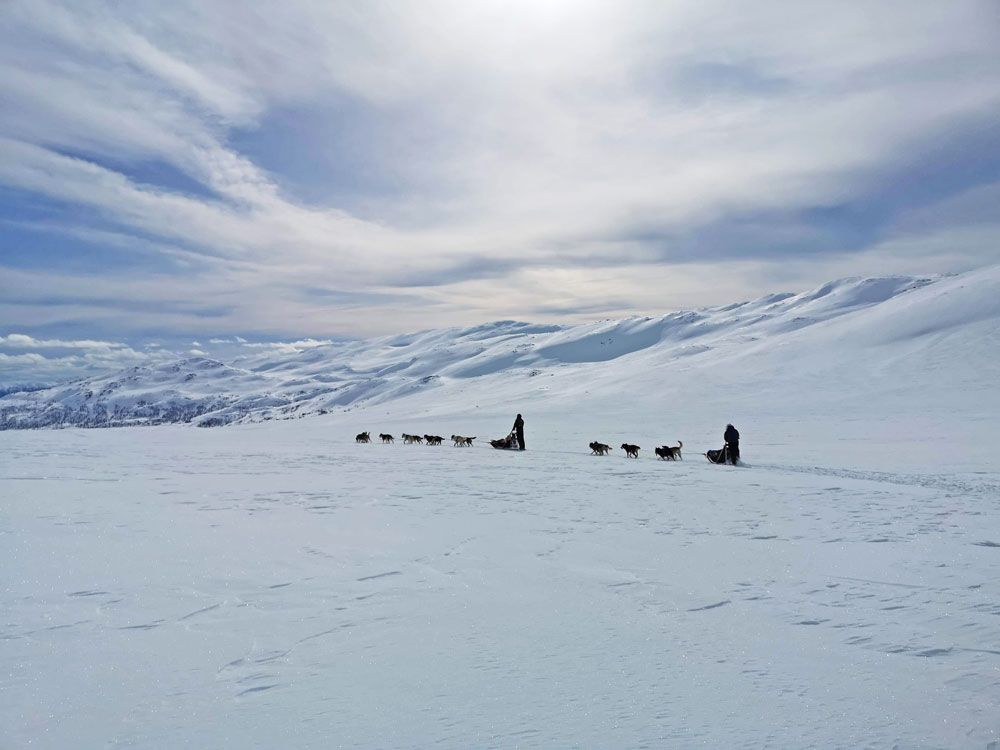 2 dog sleds on a trip through the winter landscape