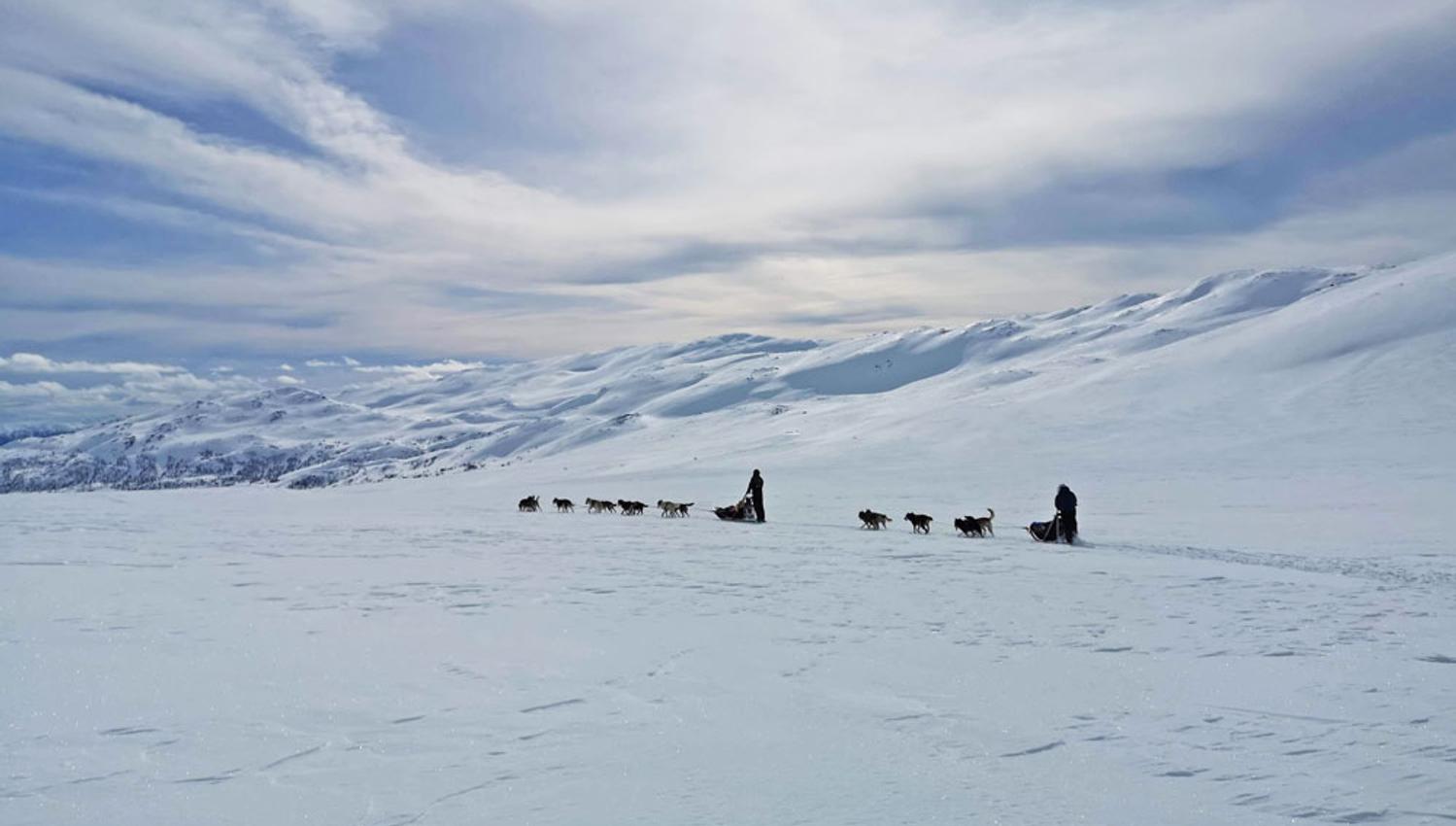2 dog sleds on a trip through the winter landscape
