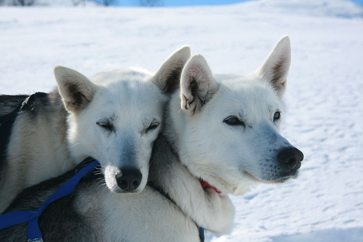 hundene fra Haukeli Husky