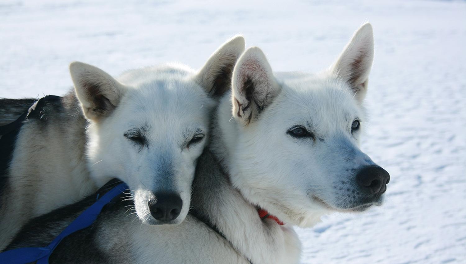 hundene fra Haukeli Husky