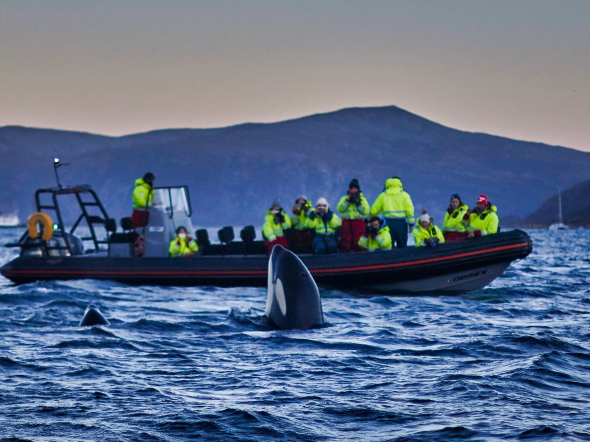 Guests in a RIB boat observe orcas at close range.