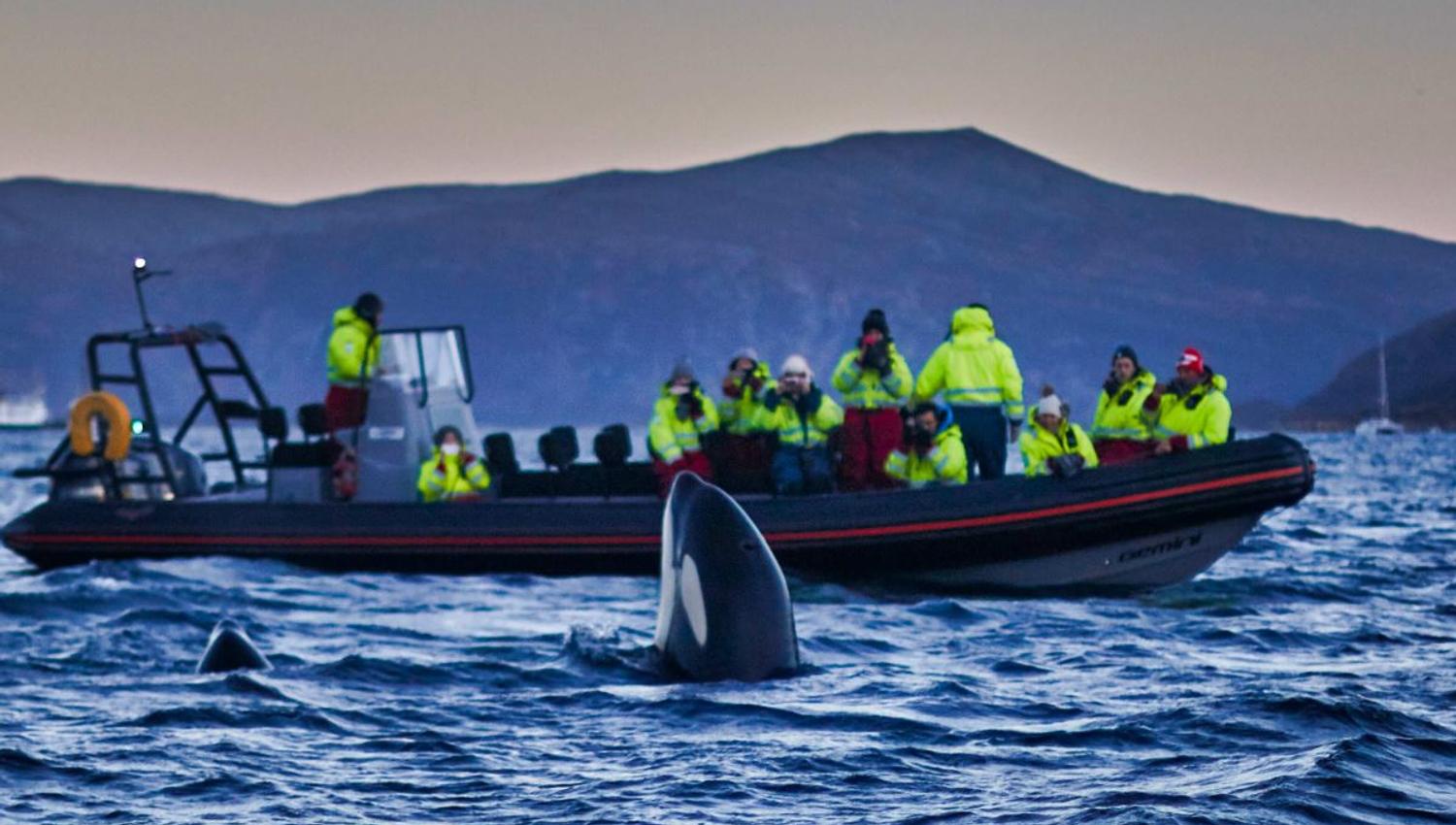 Guests in a RIB boat observe orcas at close range.