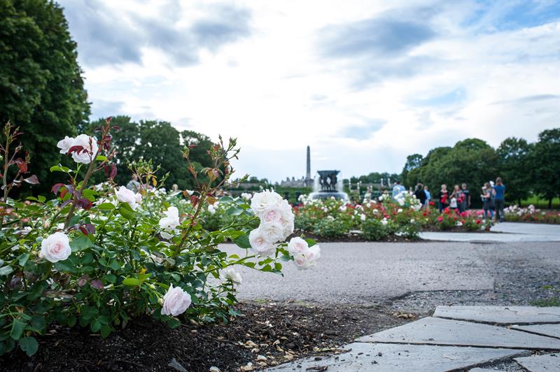 Detail photo of white flowers, with a fountain in the background.