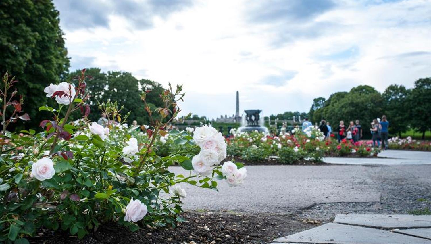 Detail photo of white flowers, with a fountain in the background.