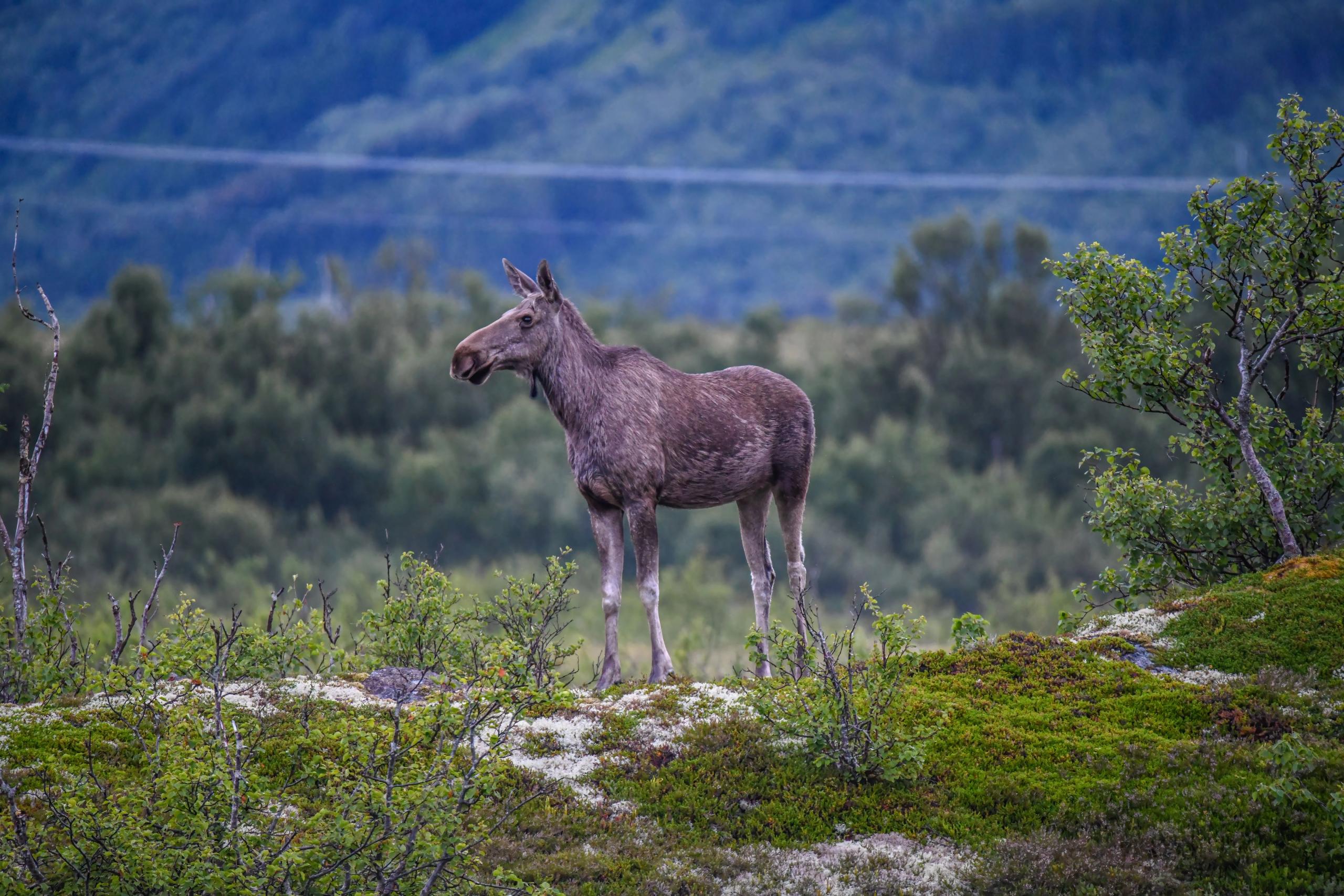 Vesterålen Tours - Nature Safari