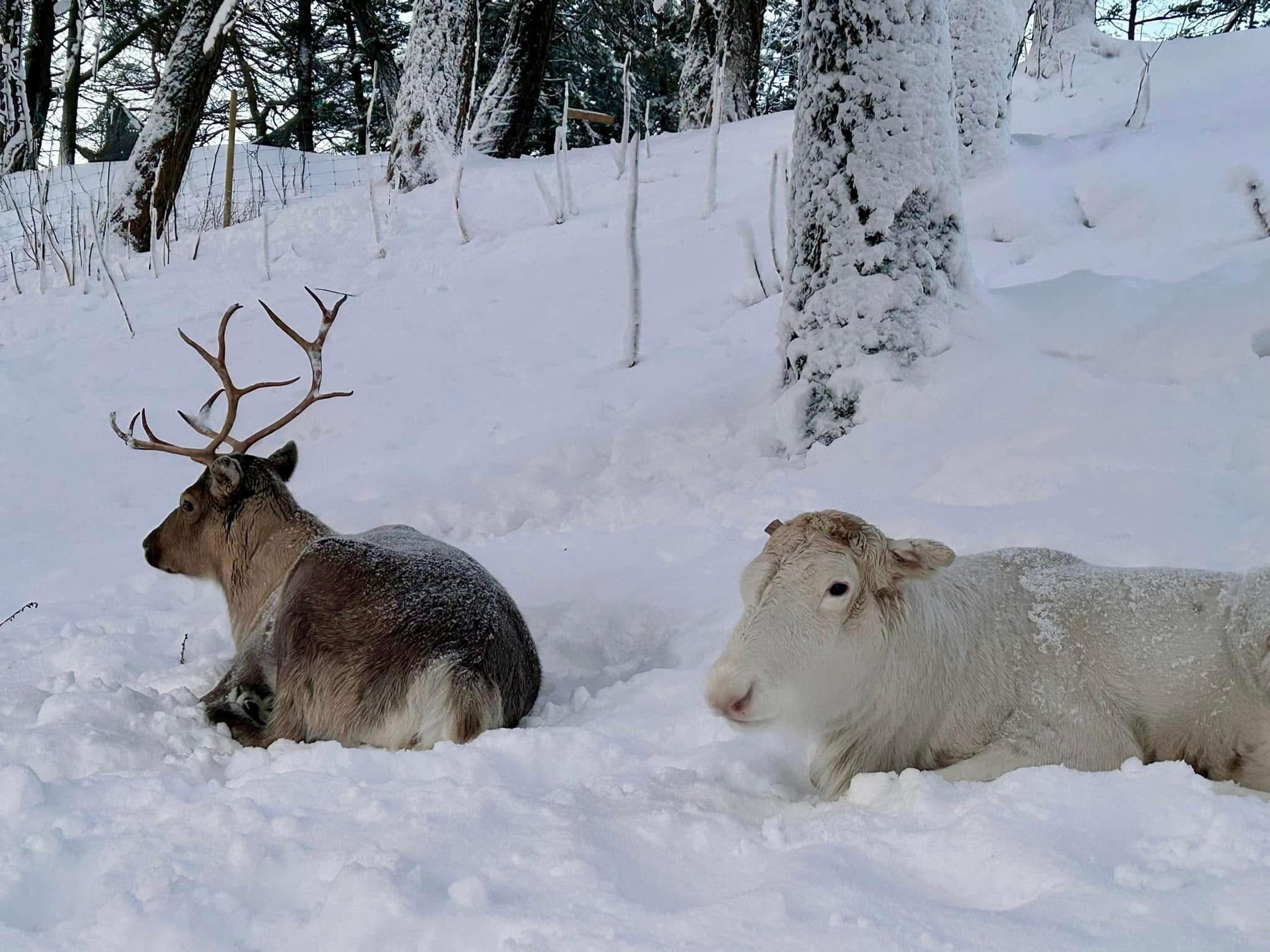 Saltfjell Sami Adventure