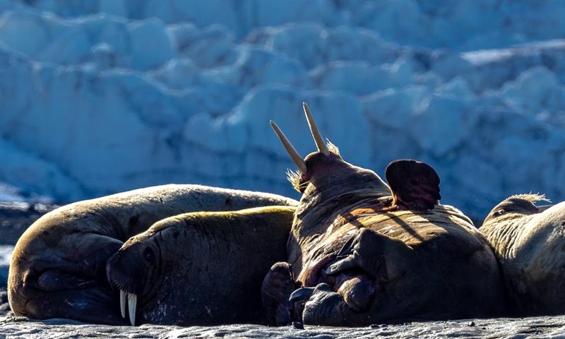 Walruses relaxing on the beach