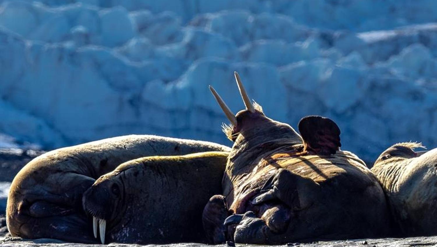 Walruses relaxing on the beach