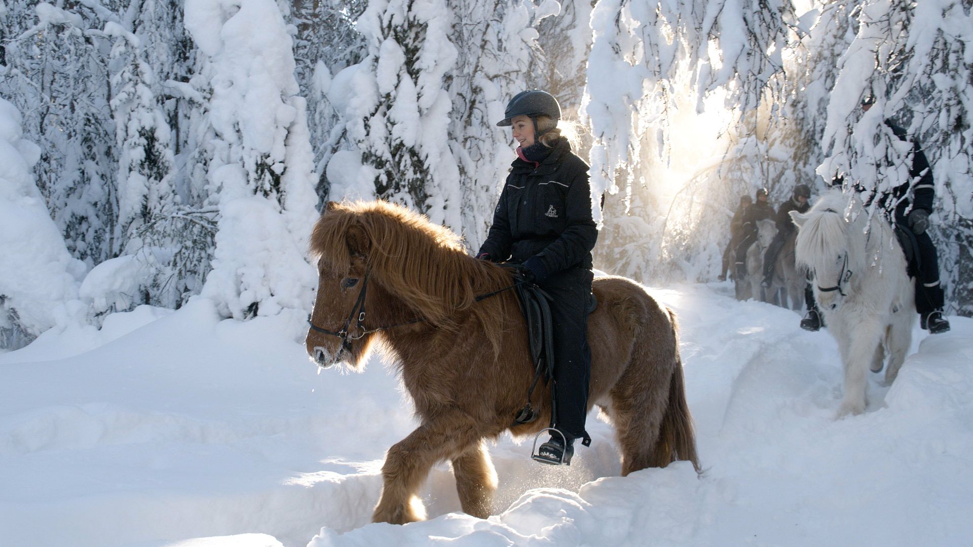Mesna, Icelandic horse, workation