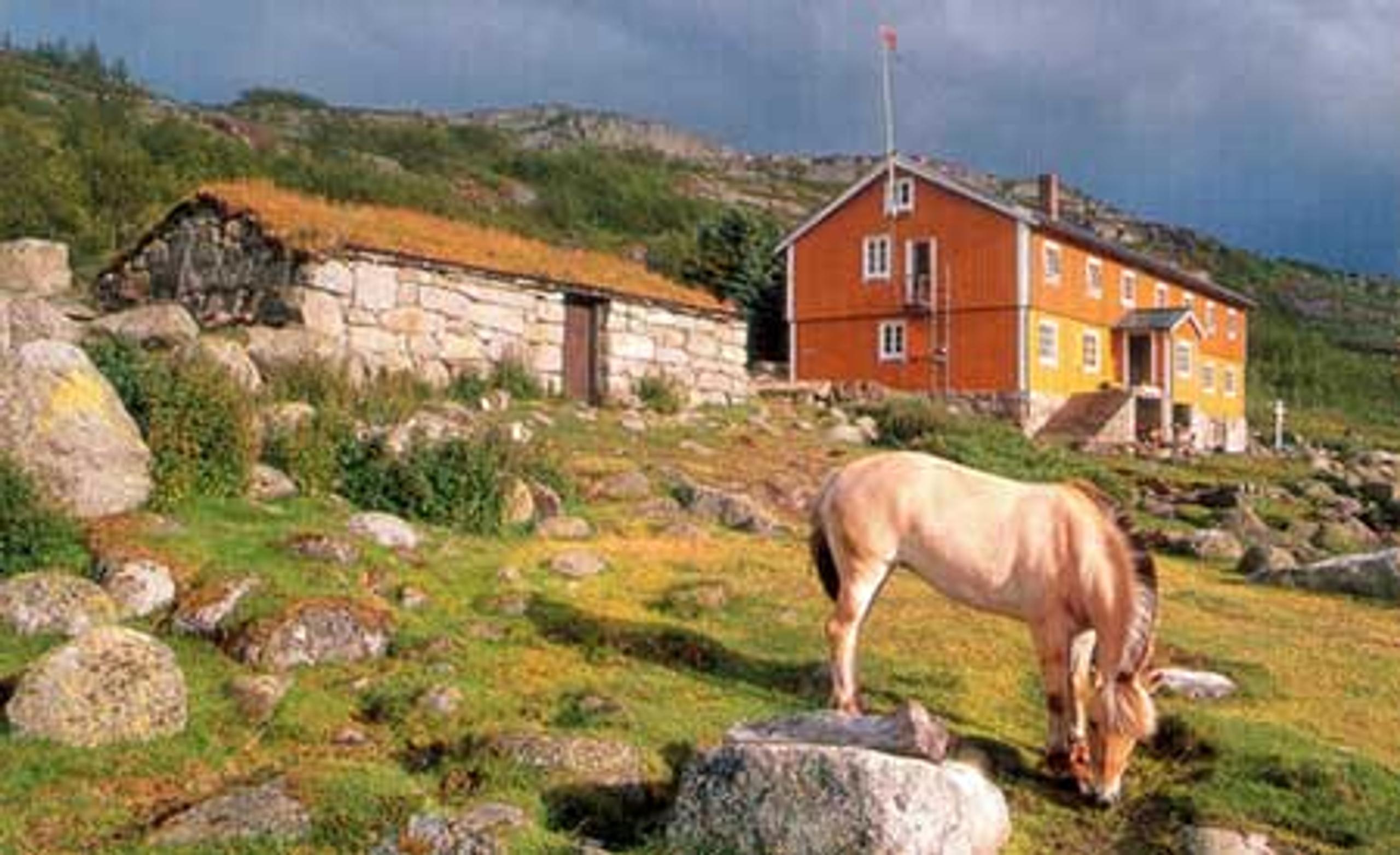 Norwegian fjord horse grazing beside a mountain lodge on Hardangervidda, surrounded by rolling hills and stone walls.