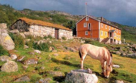 Norwegian fjord horse grazing beside a mountain lodge on Hardangervidda, surrounded by rolling hills and stone walls.