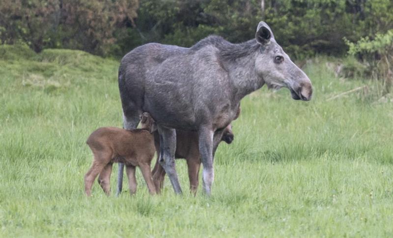 Moose with two calves