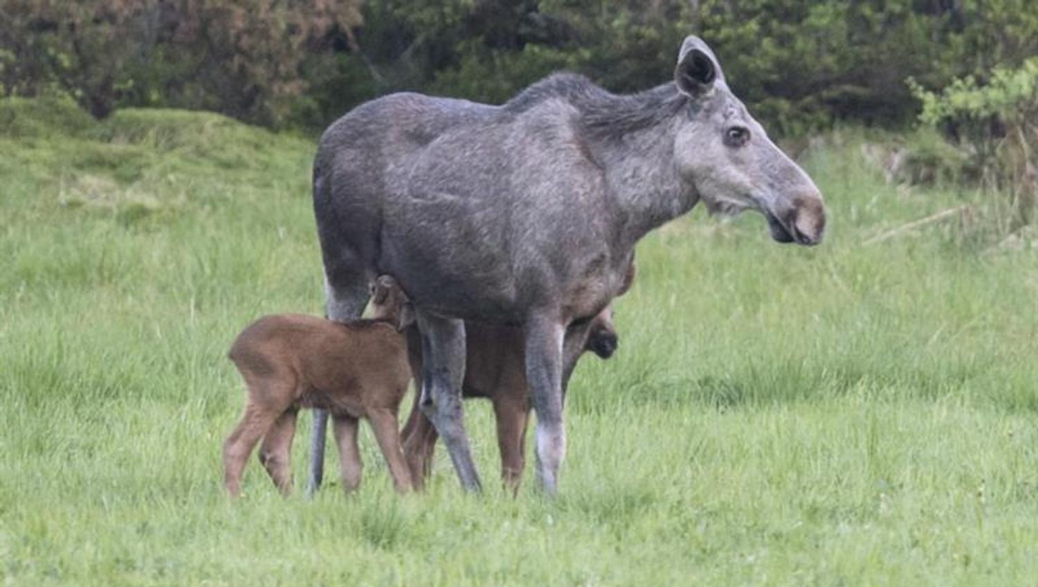 Moose with two calves