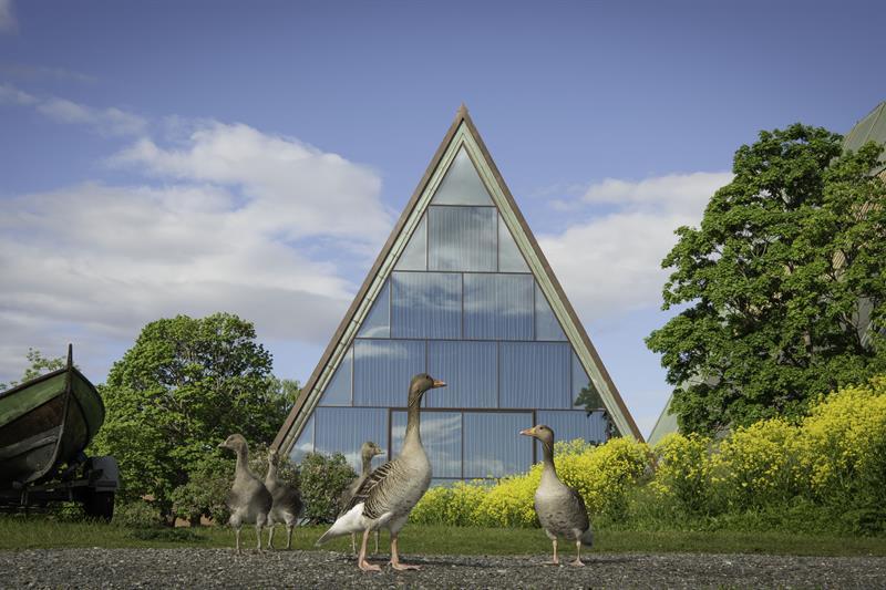 Exterior with geese.