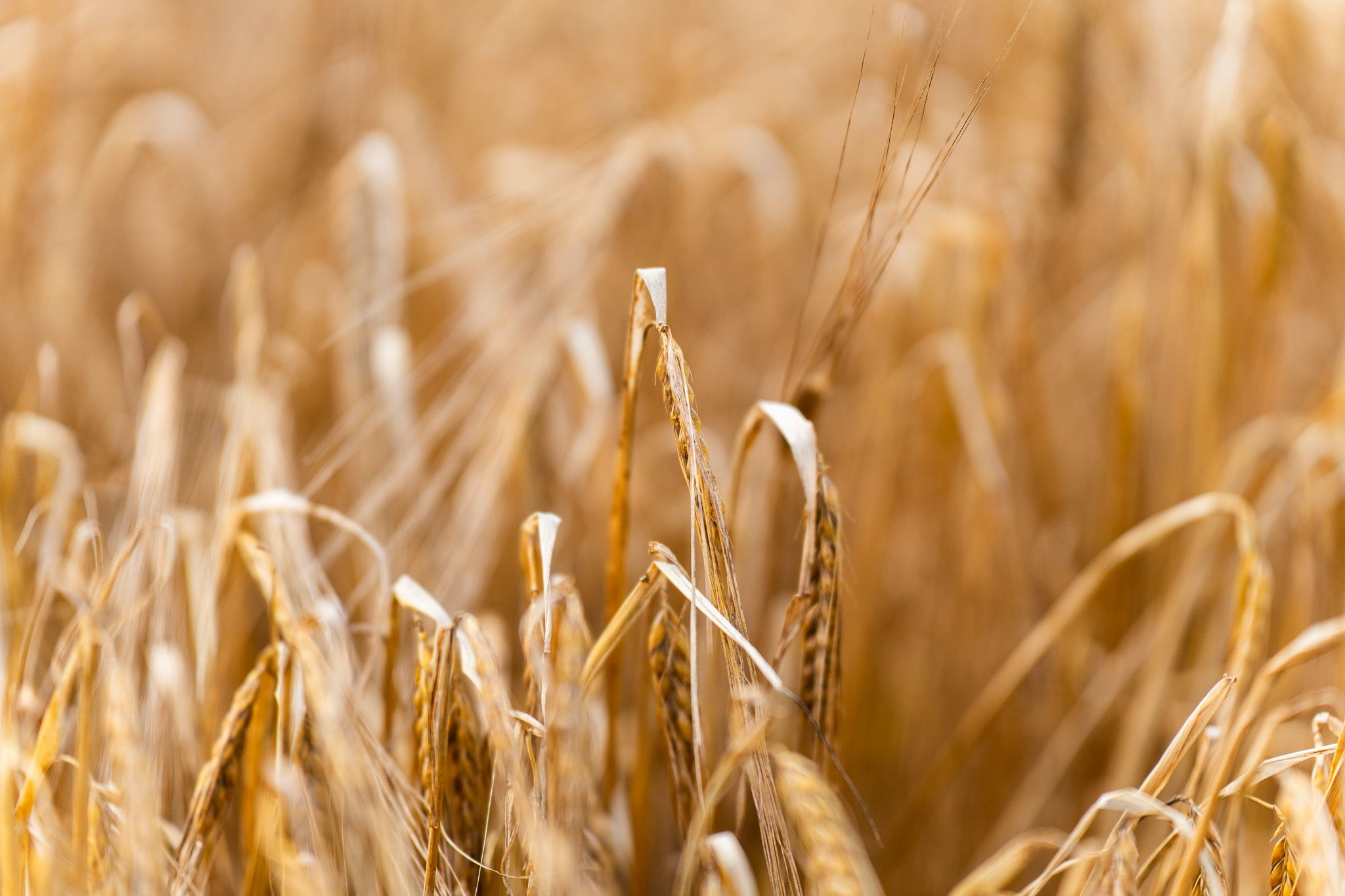 field