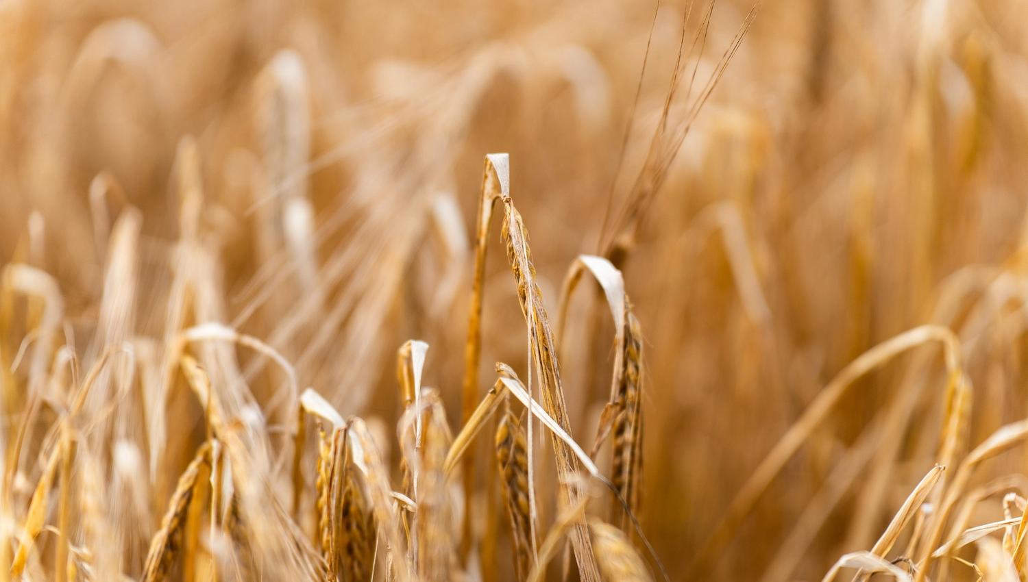 field