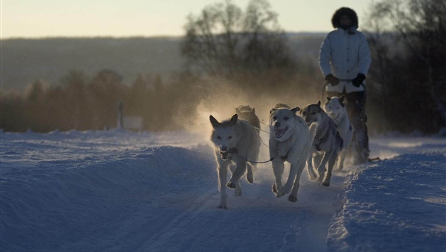 Dog sledding