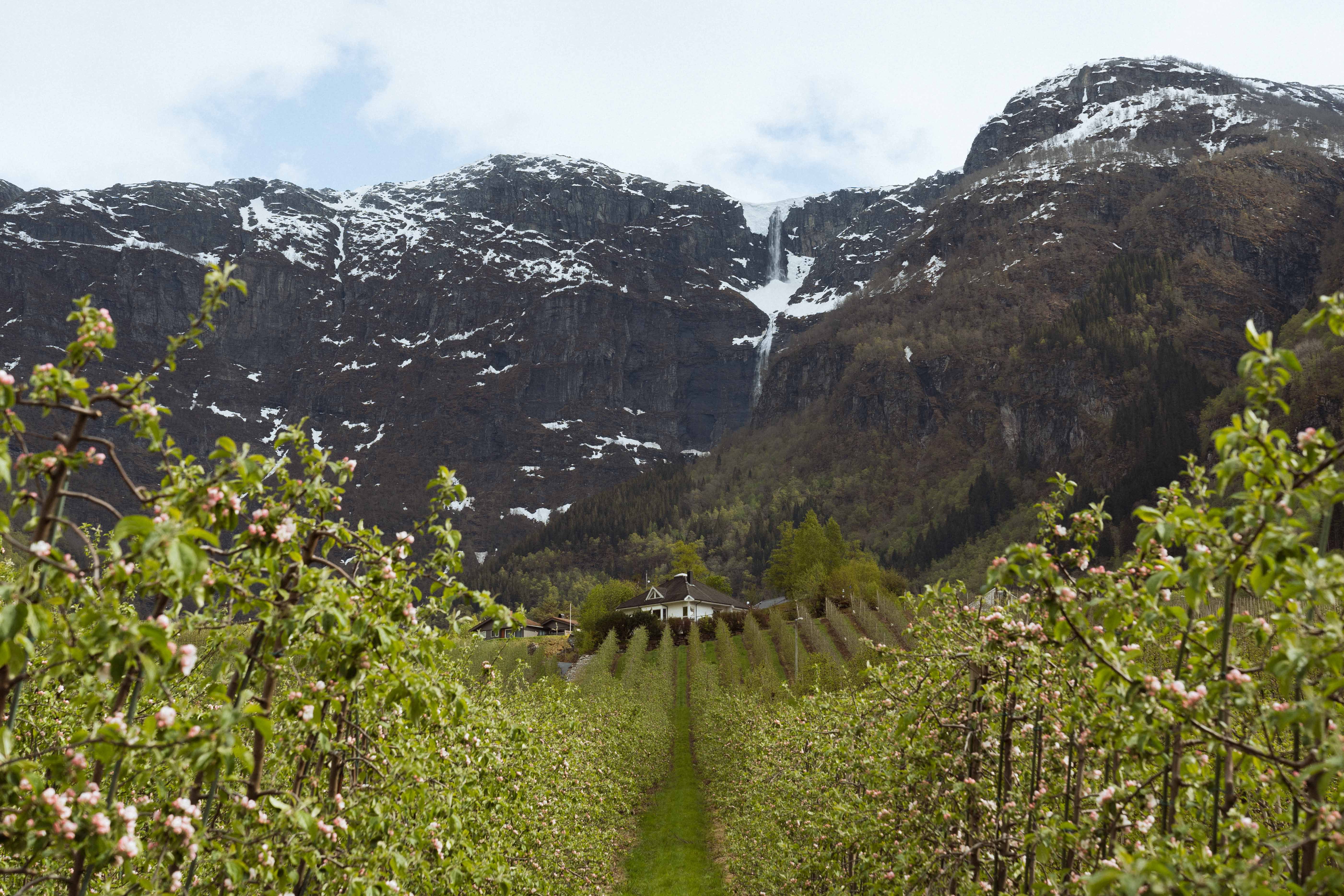 View from the Fruit Trail in Hardanger over farms, apple orchards and cascading mountains.