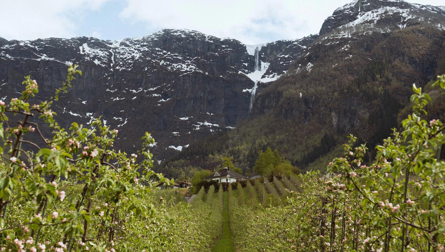 View from the Fruit Trail in Hardanger over farms, apple orchards and cascading mountains.
