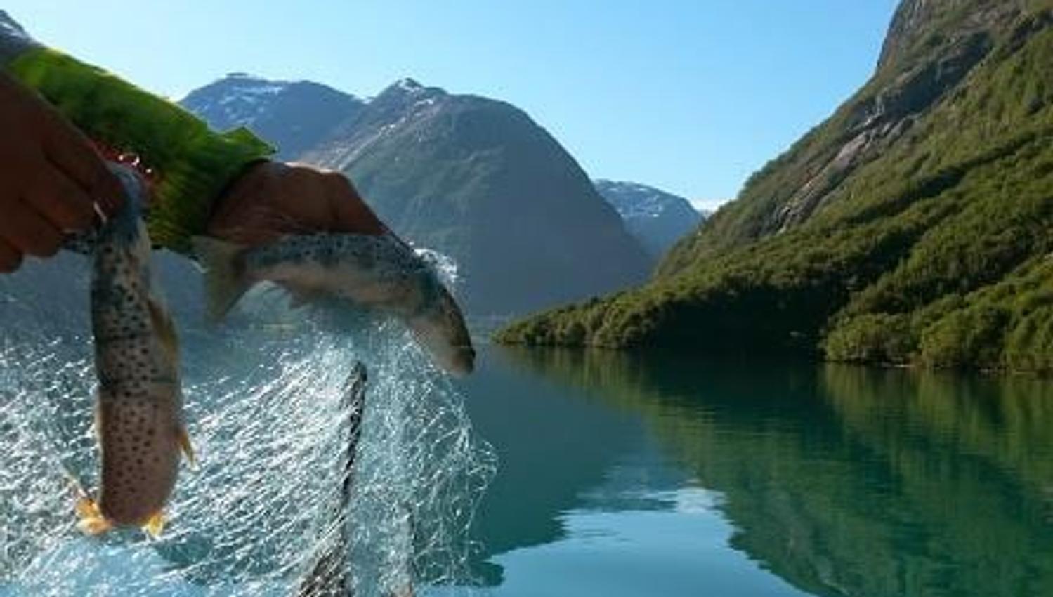 Hands lift a fishing net with fish above a calm turquoise Lovatnet with and distant mountains.