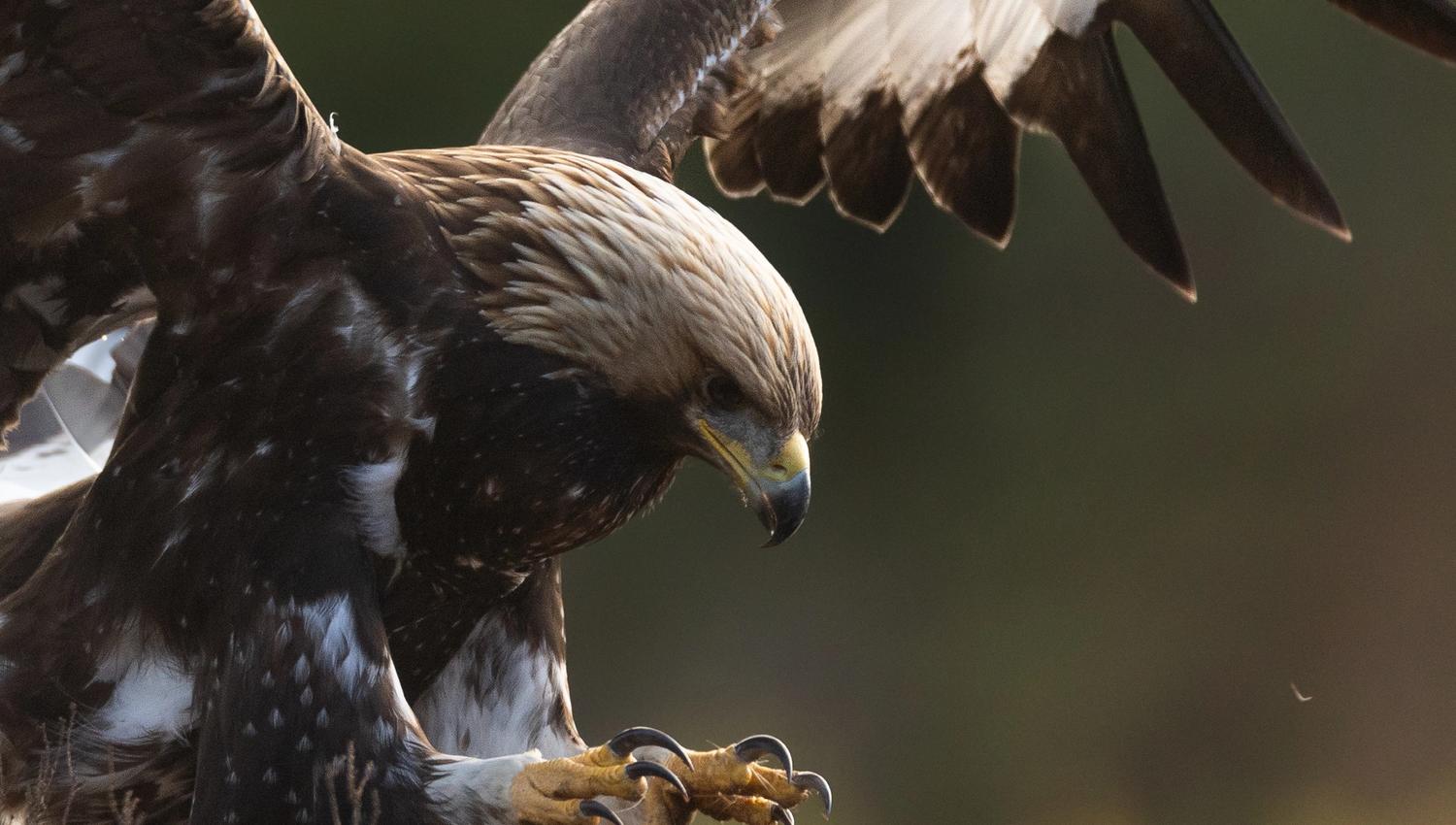 Golden eagle as it attacks something.