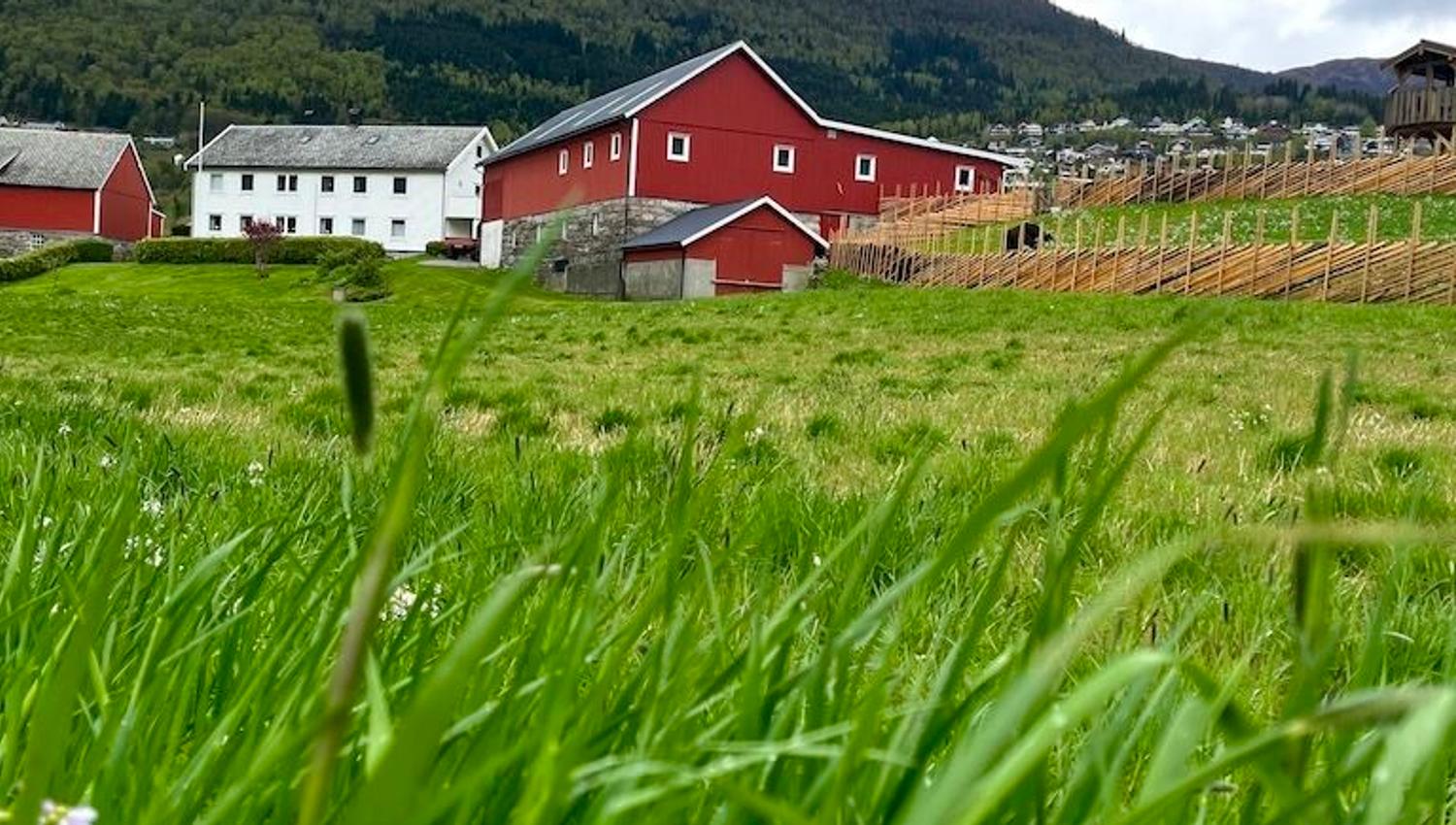 Low-angle view across tall grass toward red farm buildings and a white house beneath forested mountains and clouds..