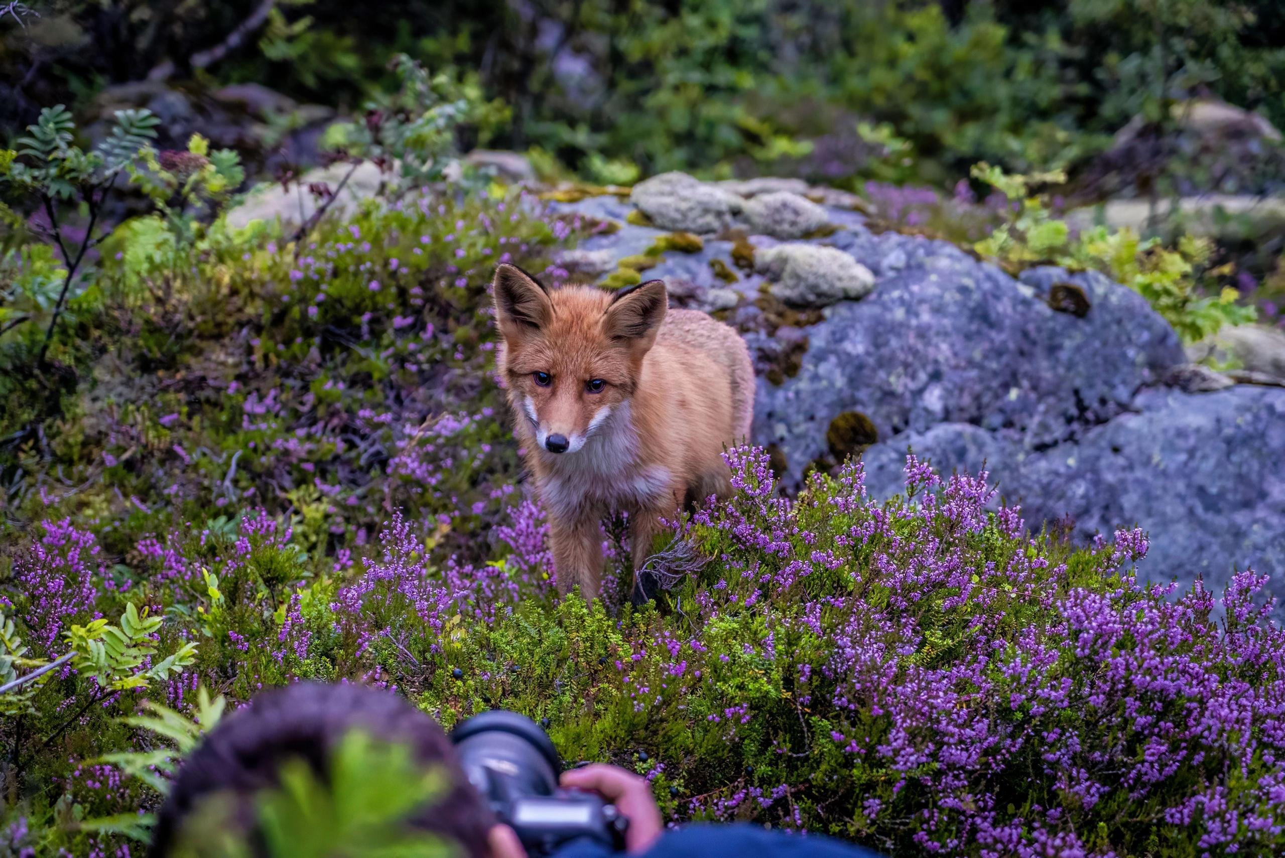 Vesterålen Tours - Nature Safari