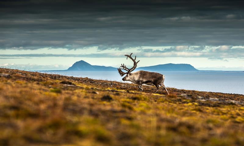 Svalbard reindeer in the Arctic landscape