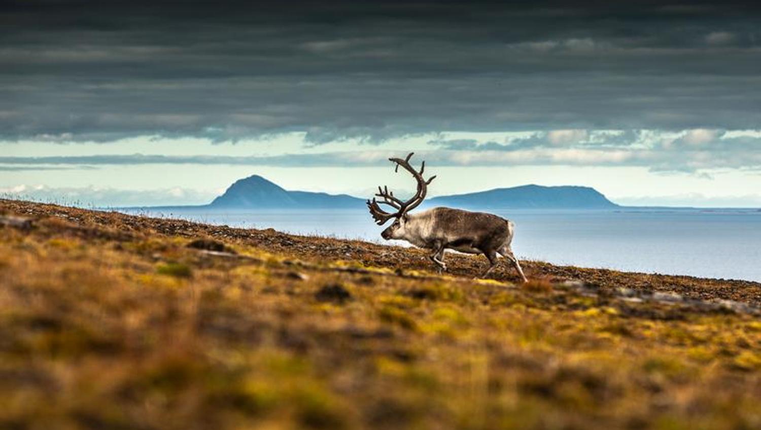 Svalbard reindeer in the Arctic landscape
