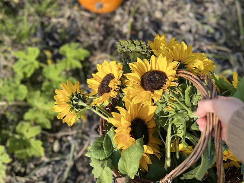 Sunflowers
