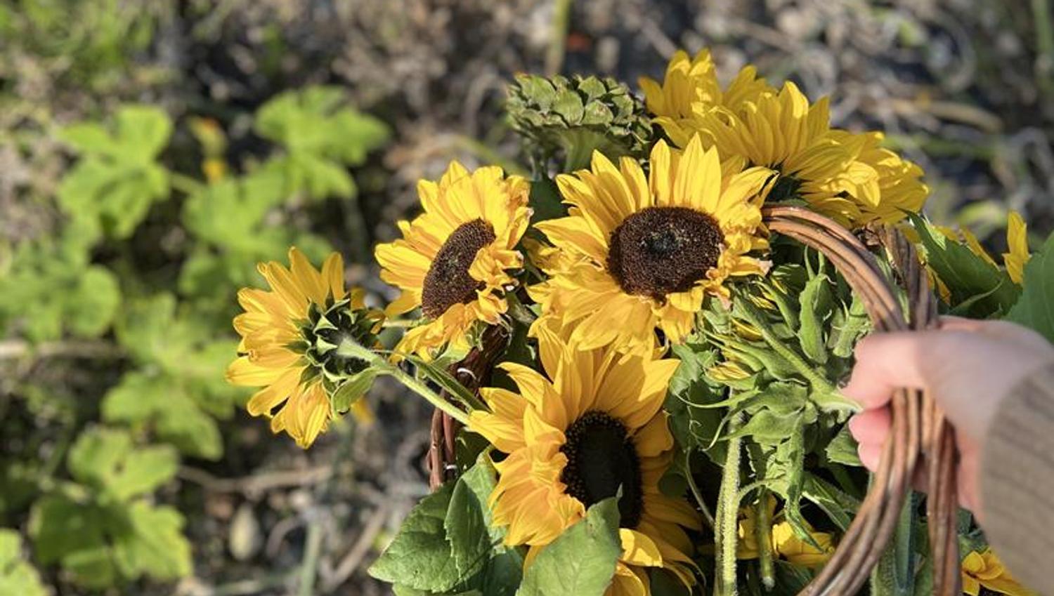 Sunflowers