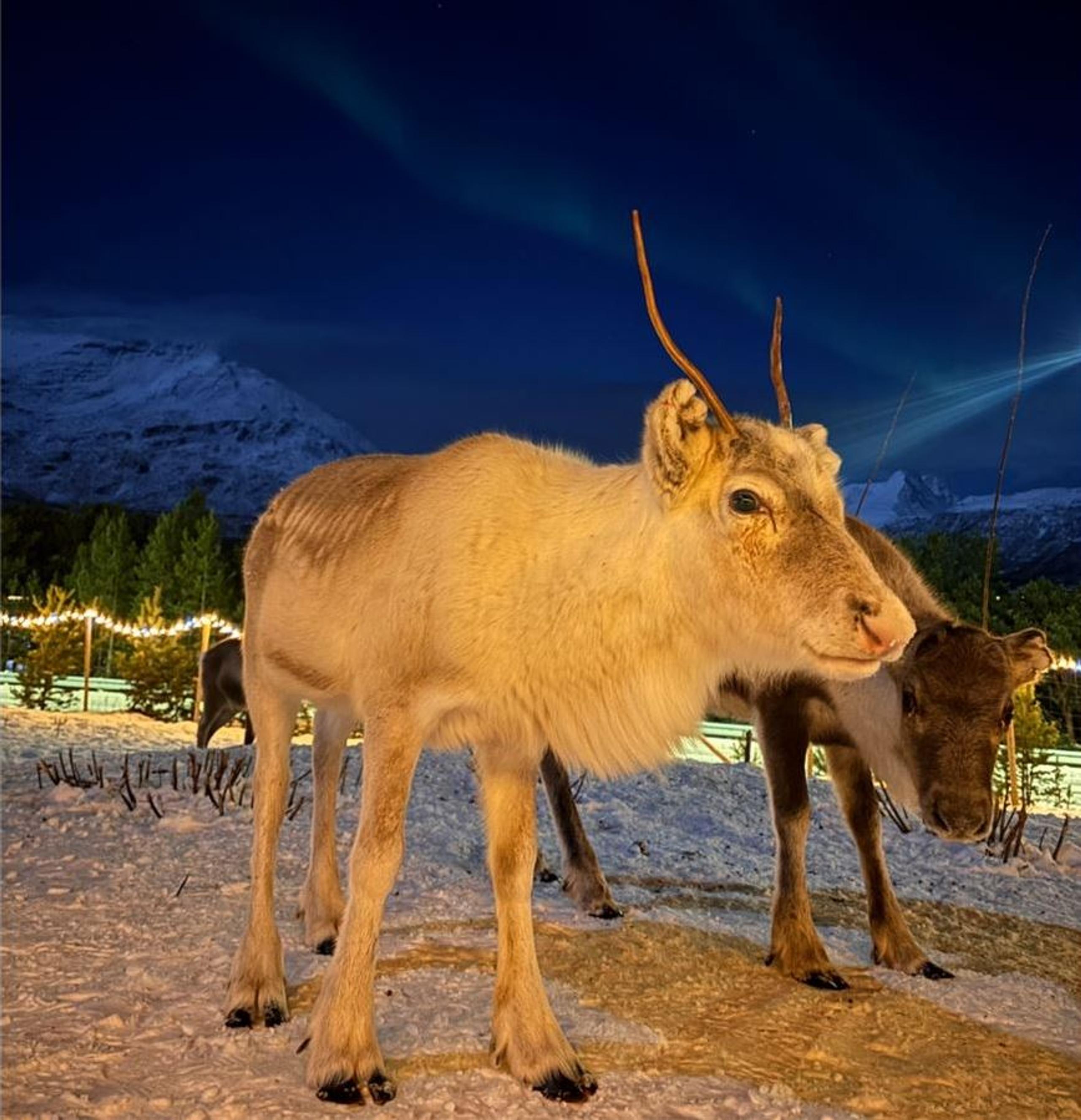 Reindeer in the winter landscape at Lyngenfjord Hotel