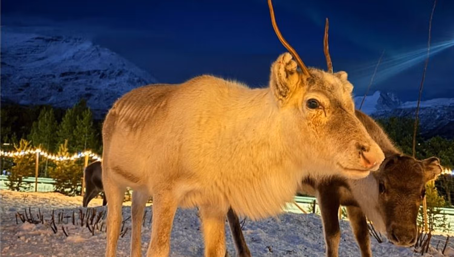 Reindeer in the winter landscape at Lyngenfjord Hotel