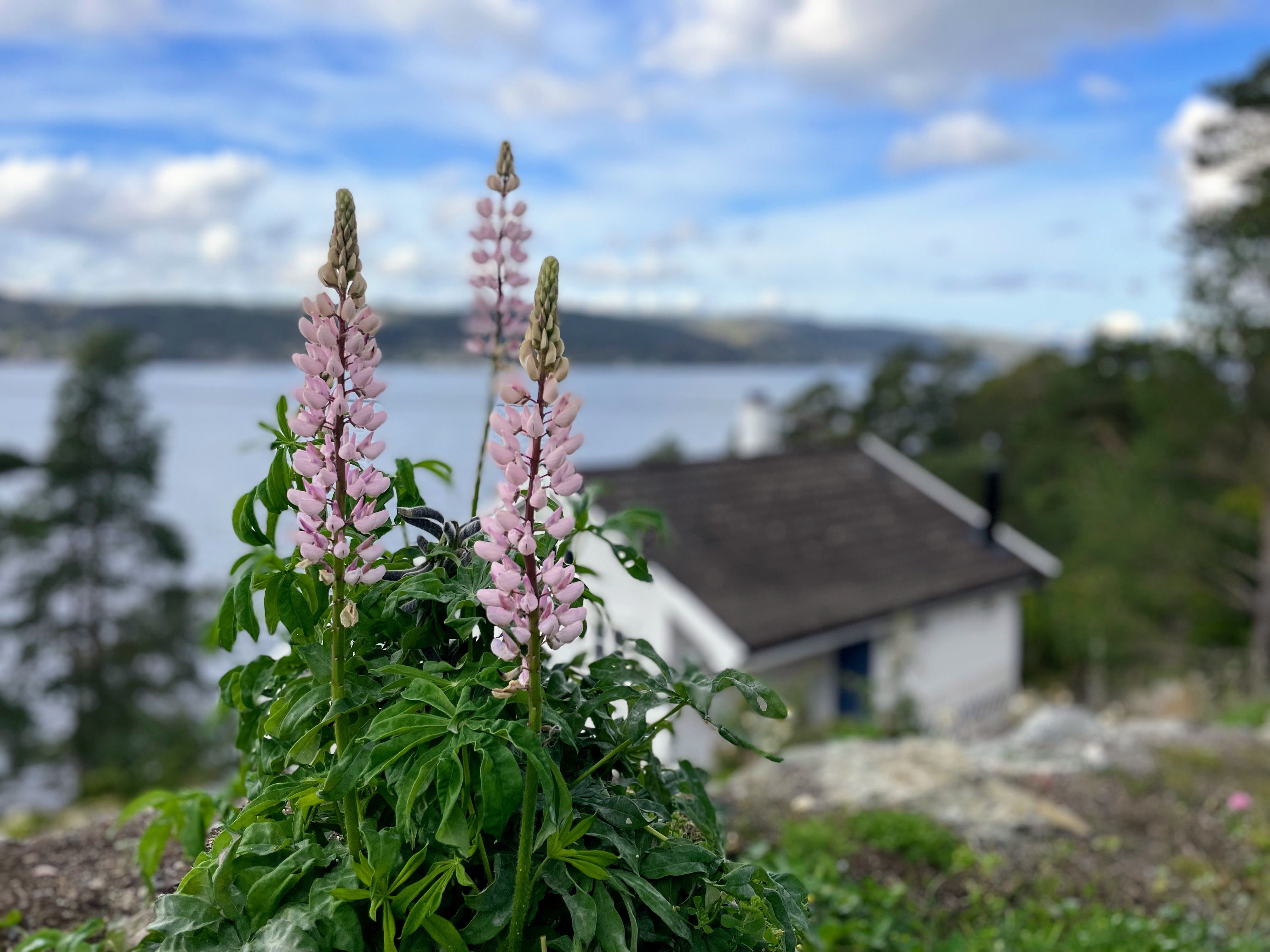 Pink flowers