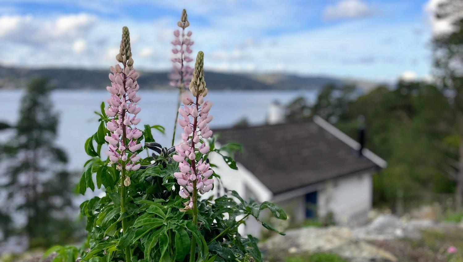 Pink flowers