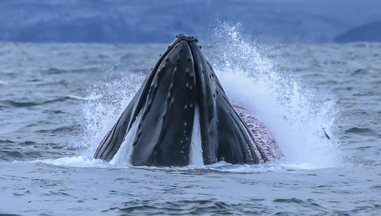 A whale in the sea