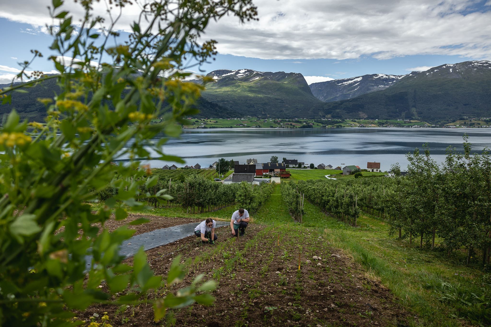 Two people crouch in a cultivated field beside an orchard, overlooking a fjord, village houses, and snowy mountains.