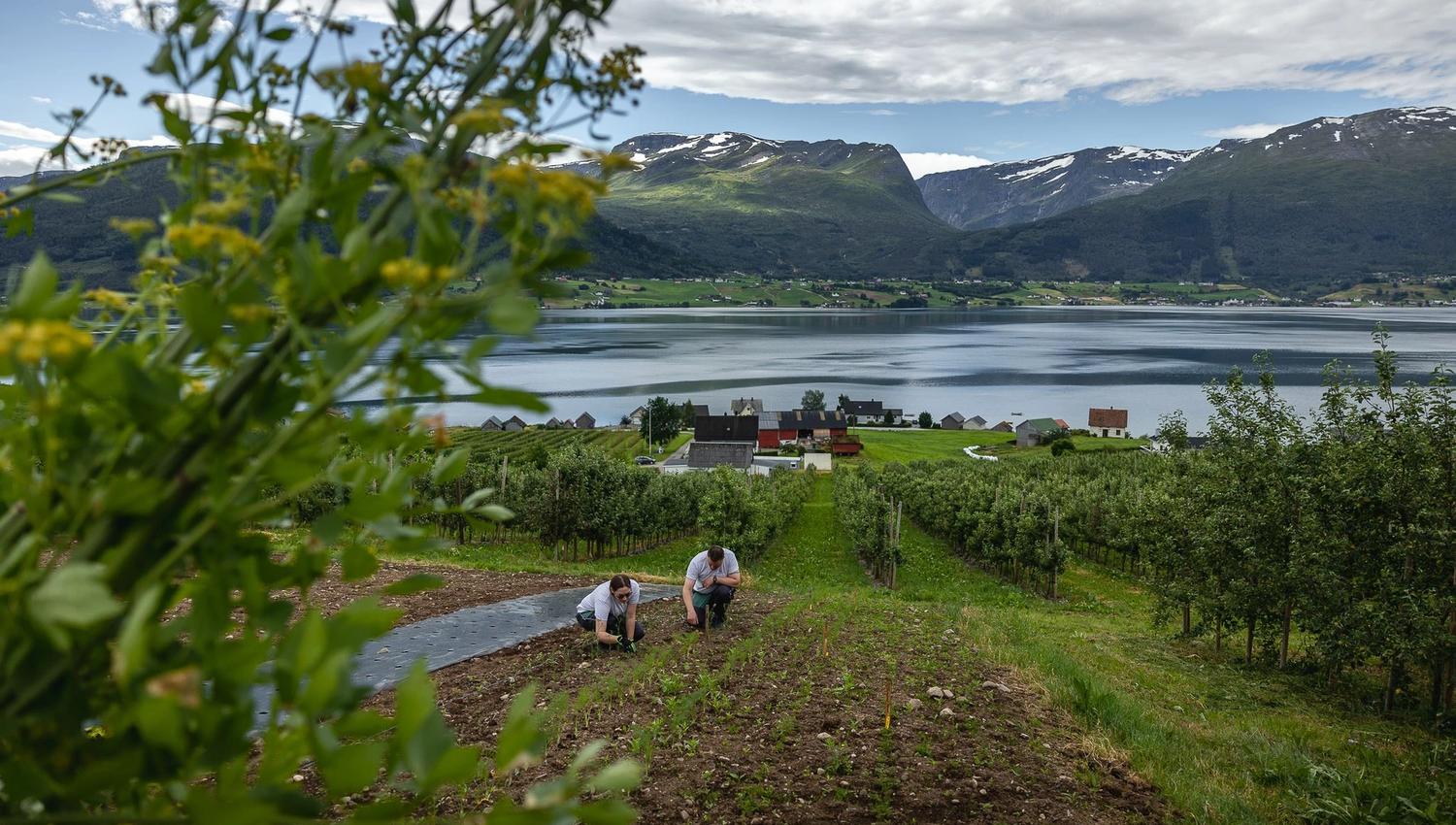 Two people crouch in a cultivated field beside an orchard, overlooking a fjord, village houses, and snowy mountains.
