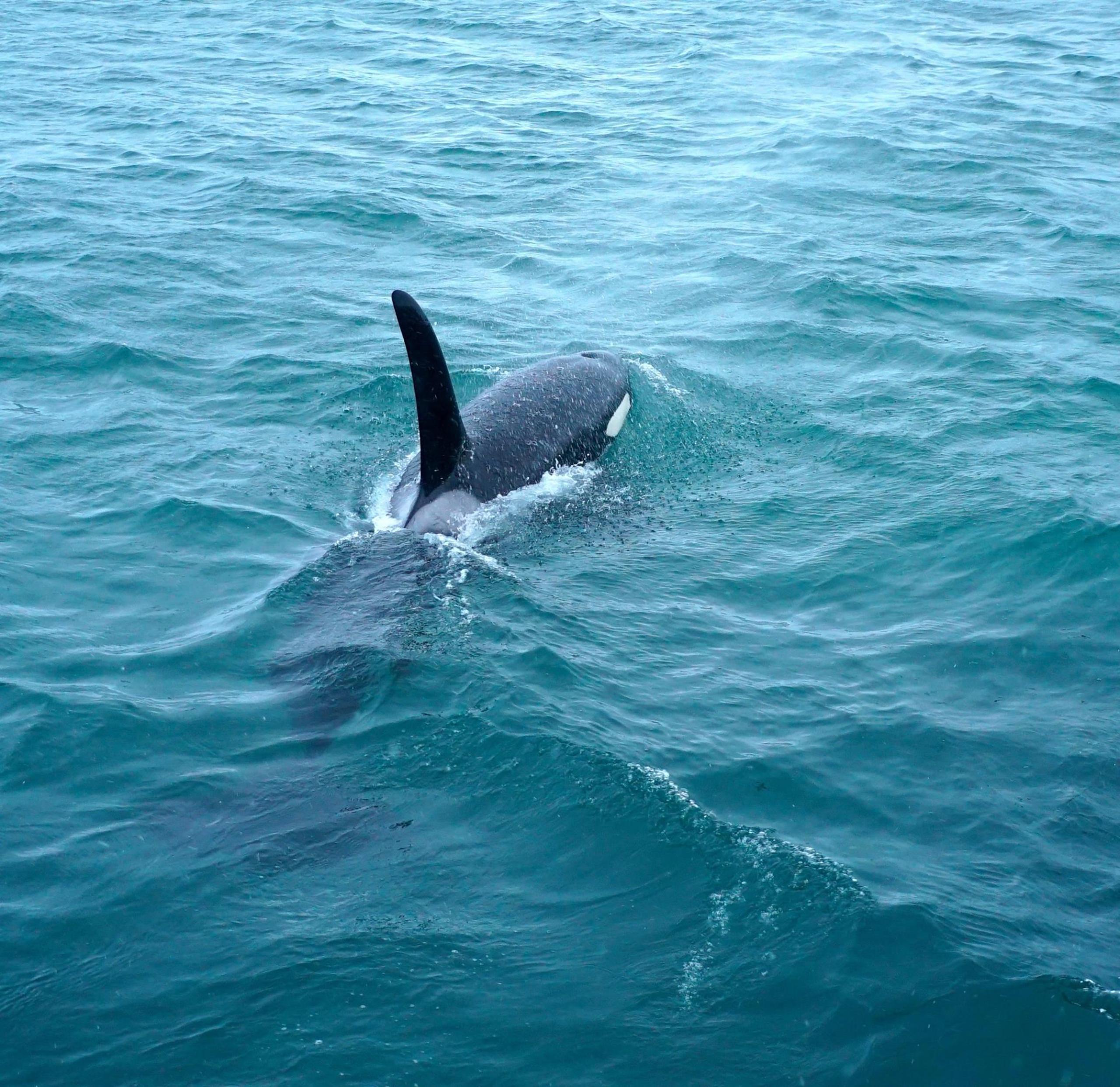killer whale