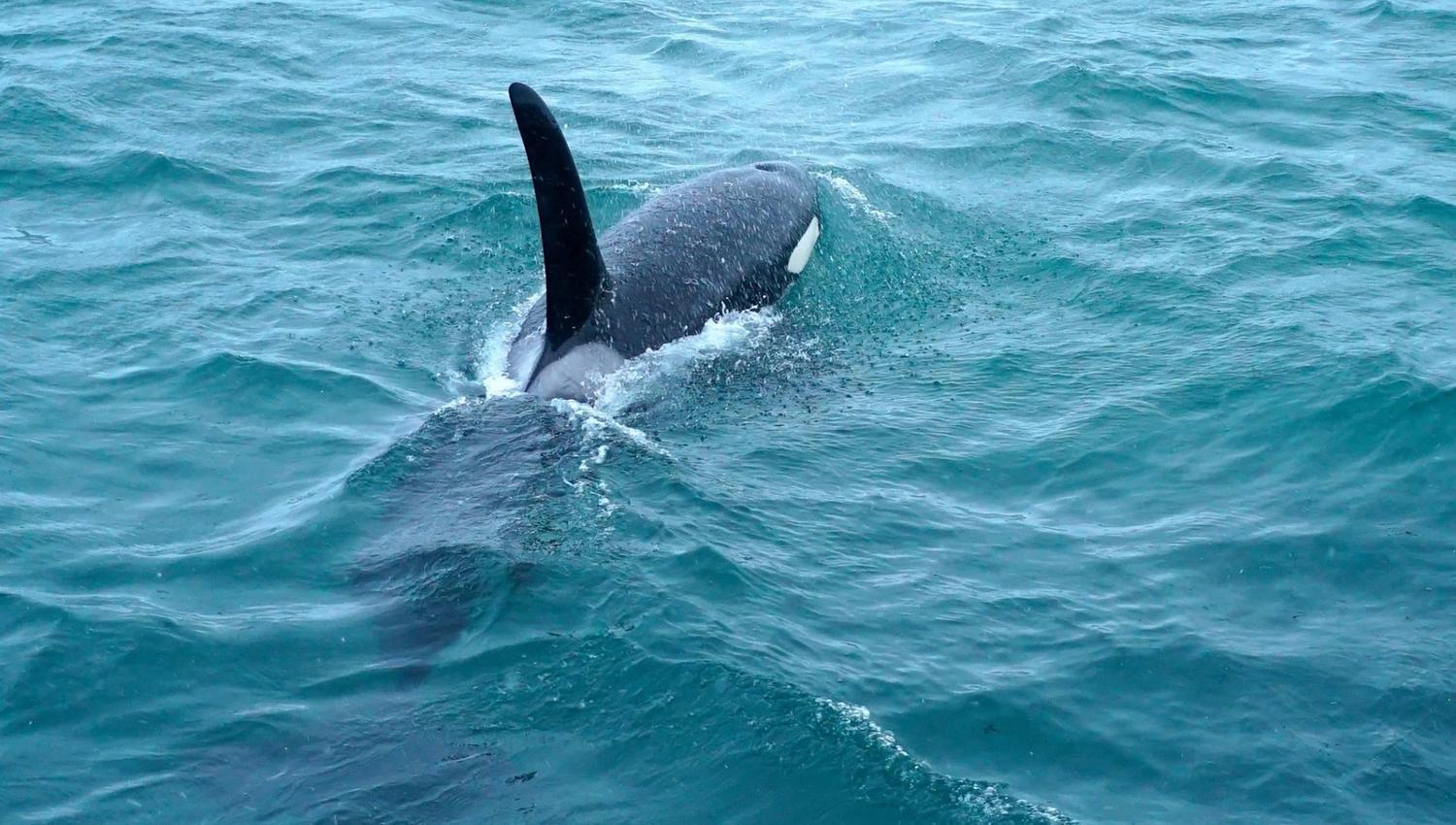 killer whale