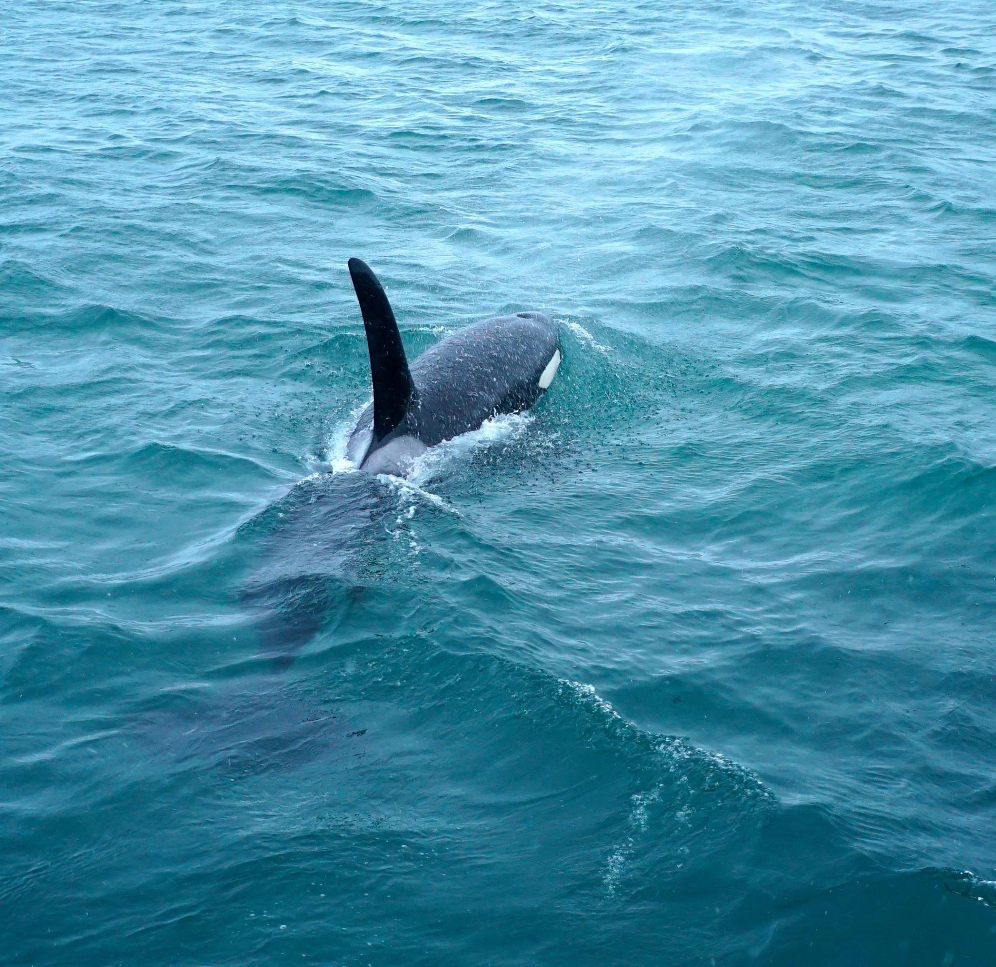 killer whale