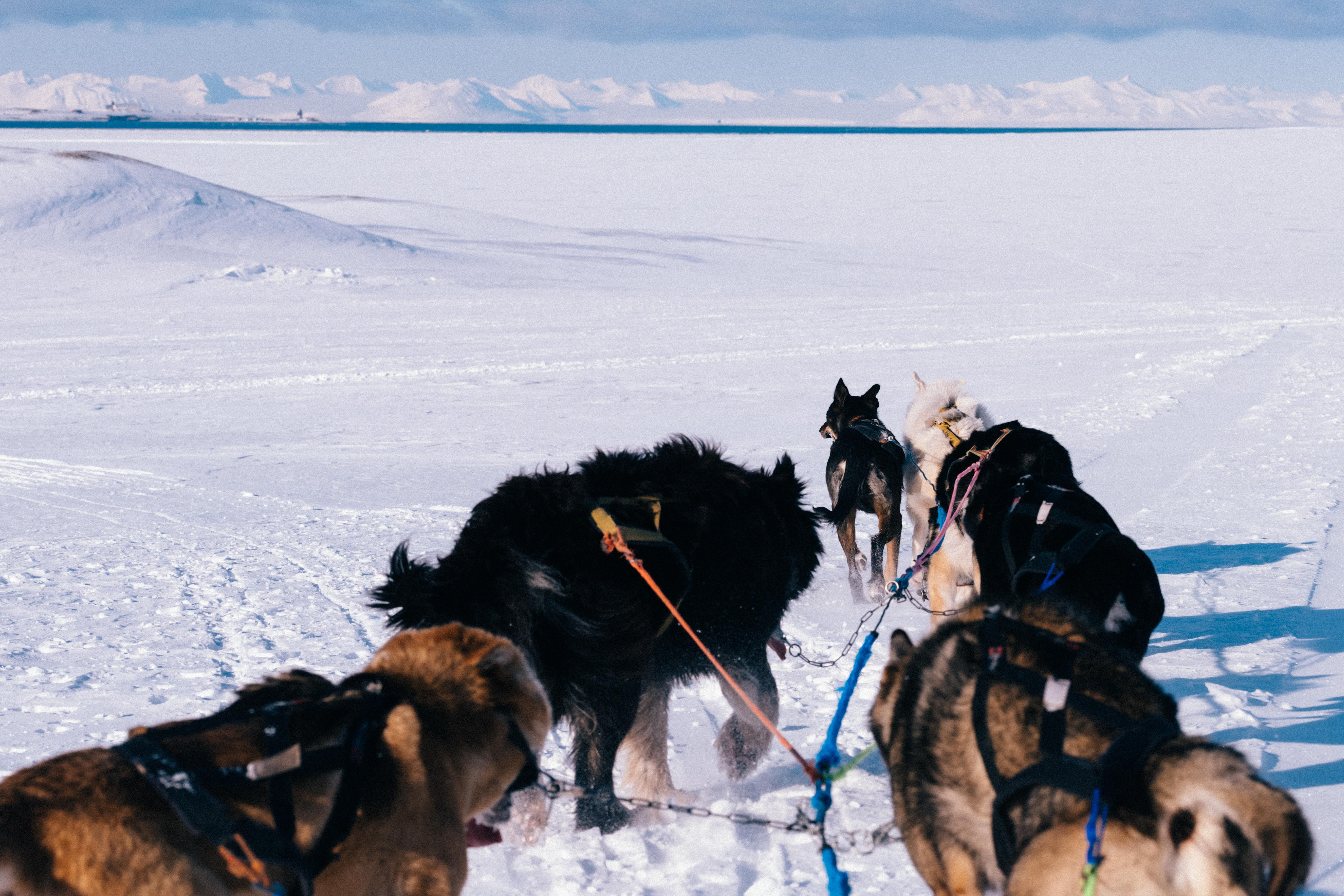 Dogs in a sled team