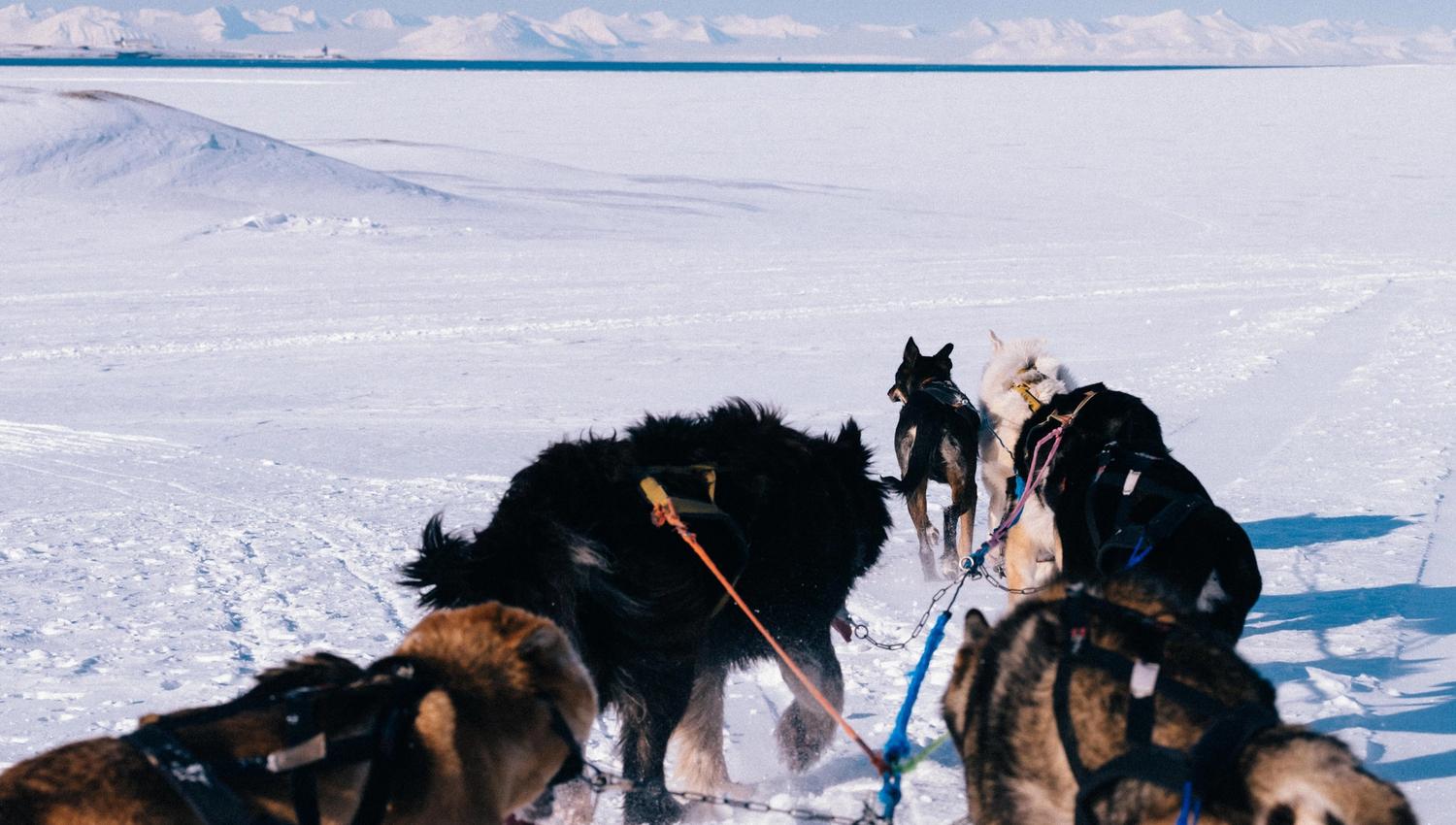 Dogs in a sled team