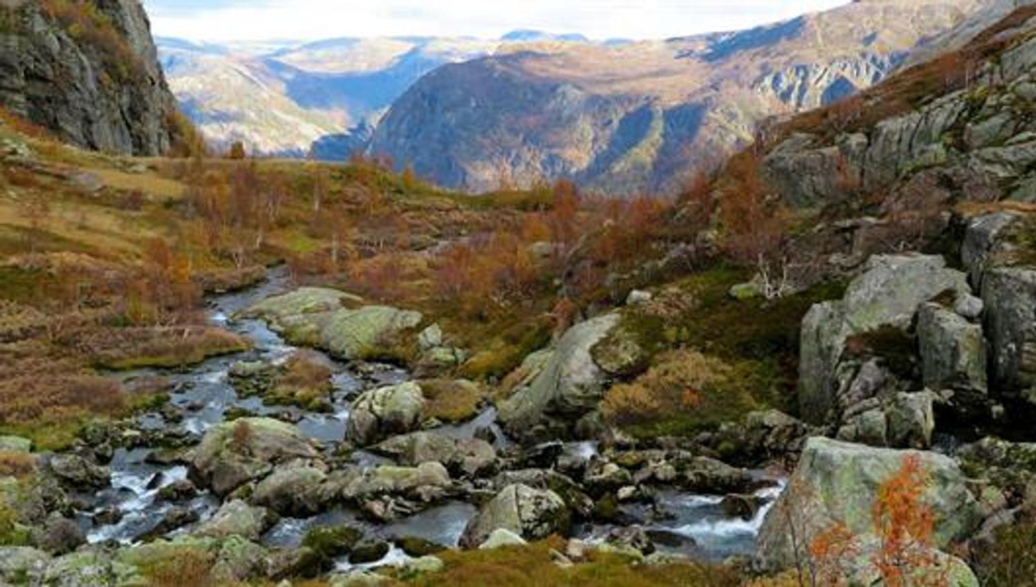 Stoladalen on the Tourist Route to Folgefonna, featuring a mountain stream, moss-covered rocks and a golden autumn landscape between Tveitanuten and M