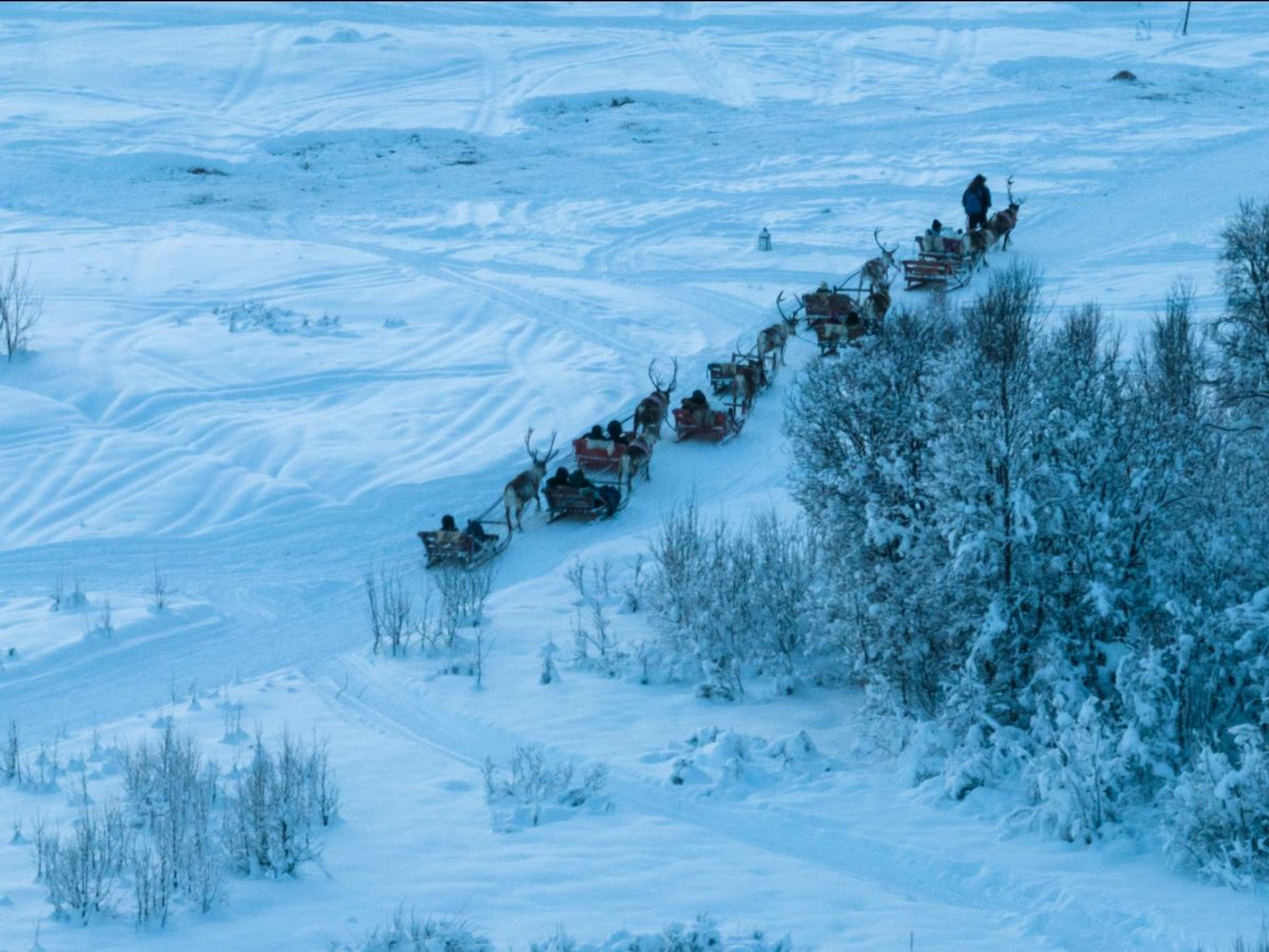 Reindeer Sledding, Reindeer Feeding and Sami Culture with Lunch - 1pm departure - Tromsø Lapland