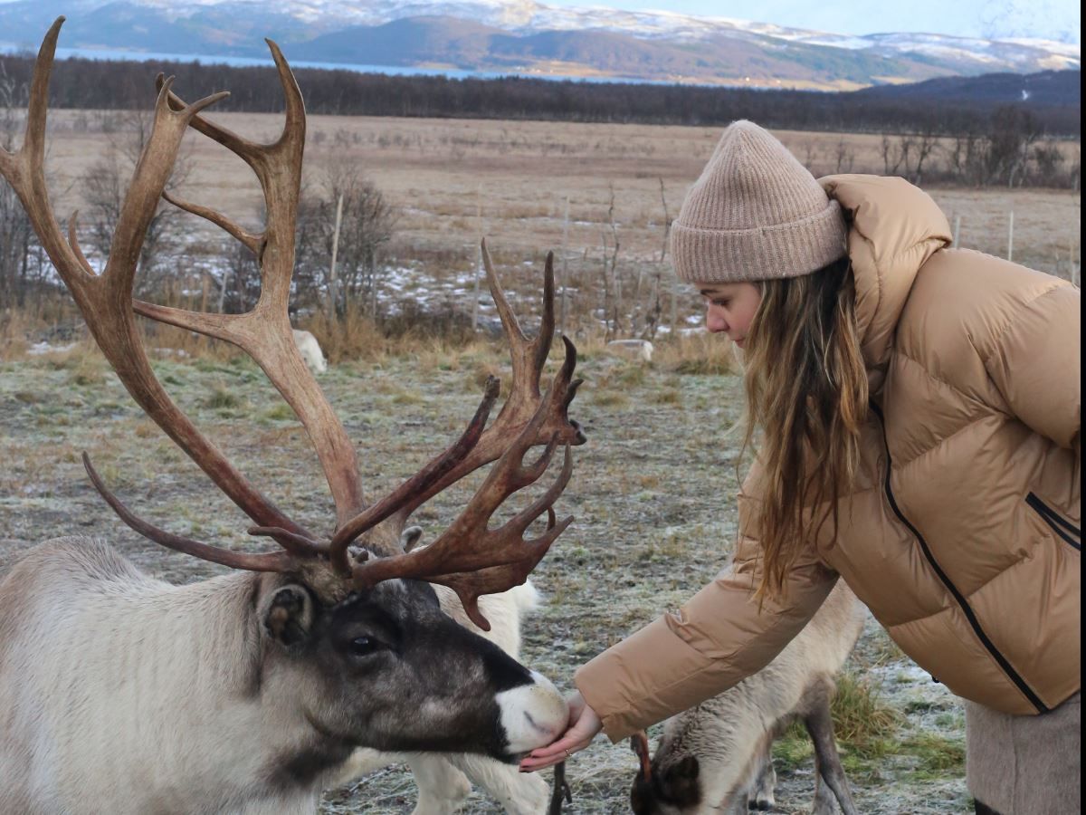 Guest feeding a Reindeer feeding with Tromsø Laplandreindeer