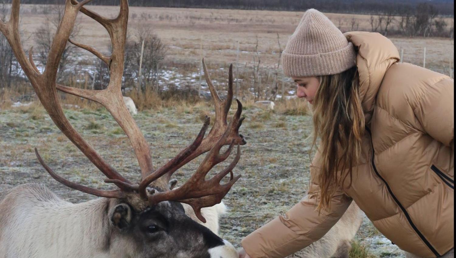 Reindeer being fed during a reindeer and Sámi cultural experience at Tromsø Lapland near Tromsø.