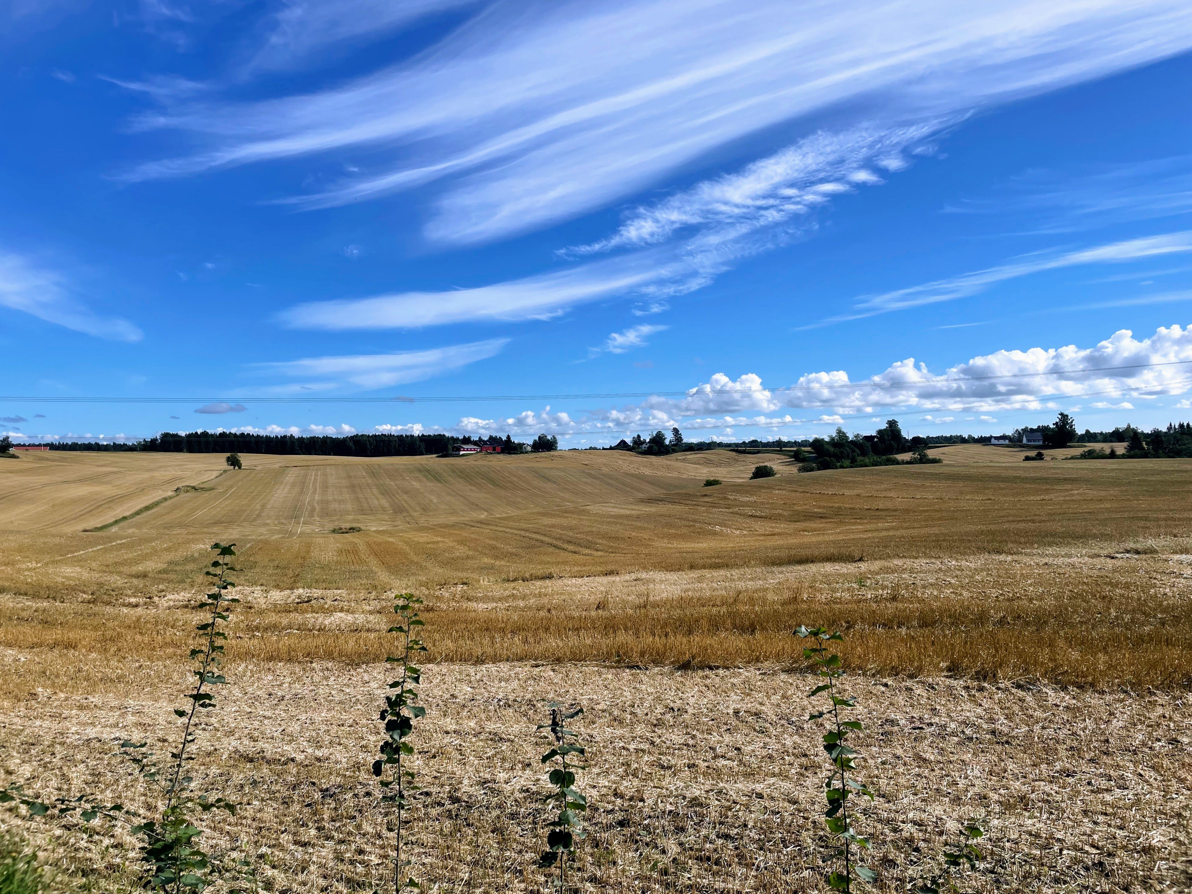 Åkerlandskap i Nannestad