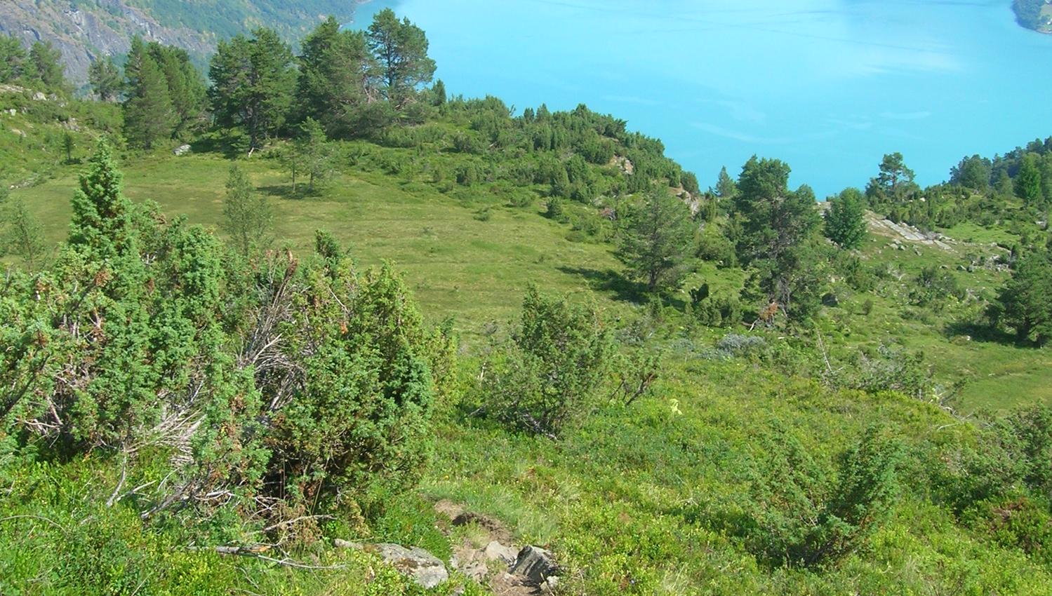 Solvorn-nipa