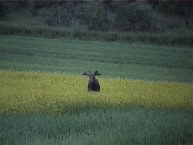 moose